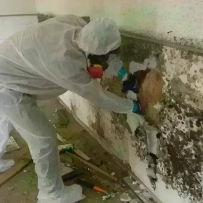 Mold Remediation and Removal in Hershey, PA